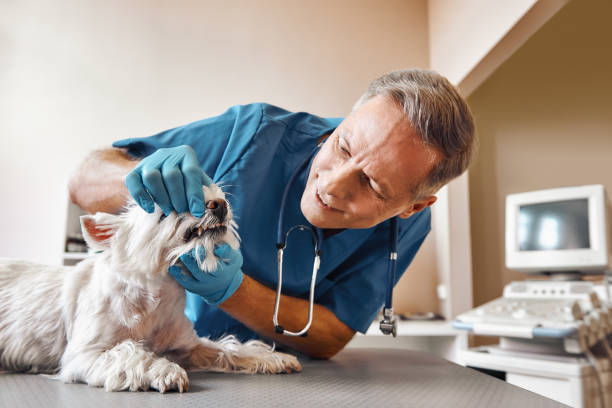Best Emergency Tooth Extraction in Ocean Gate, NJ